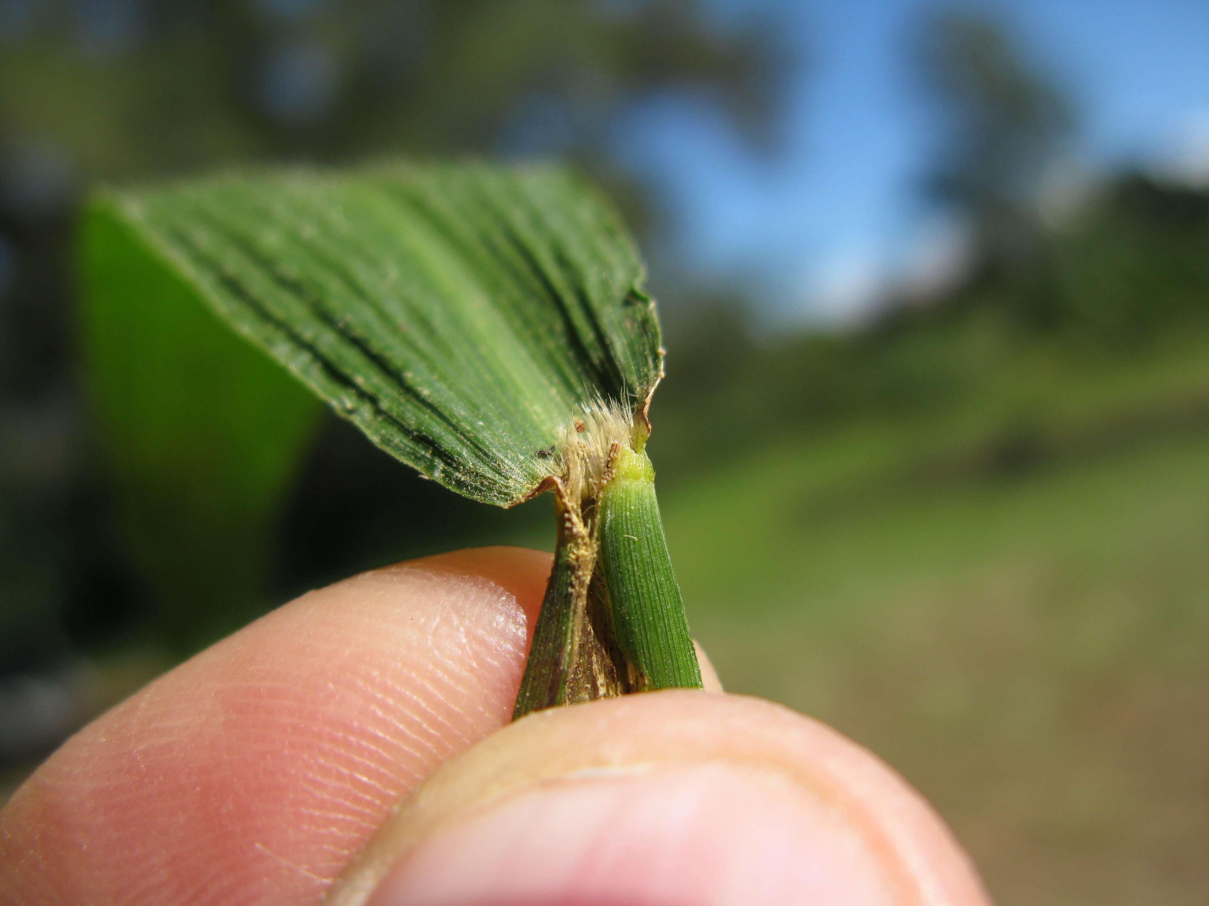 Image of bigleaf bristlegrass