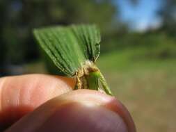 Image of bigleaf bristlegrass