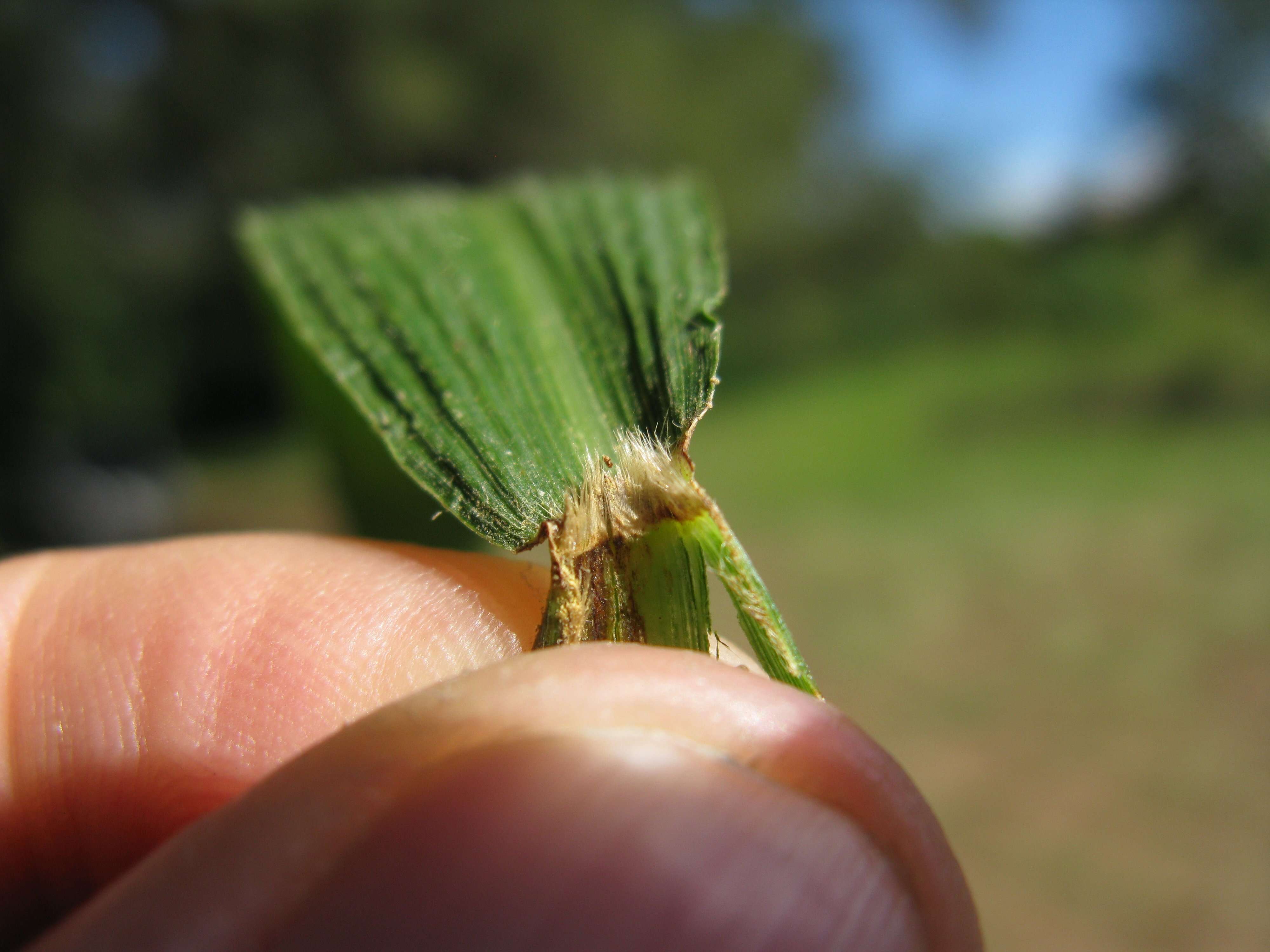 Image de Setaria palmifolia (J. Koenig) Stapf