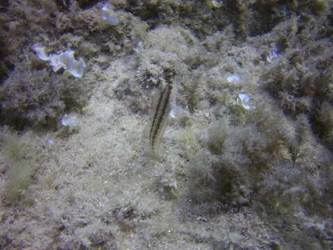 Image of Ringneck Blenny