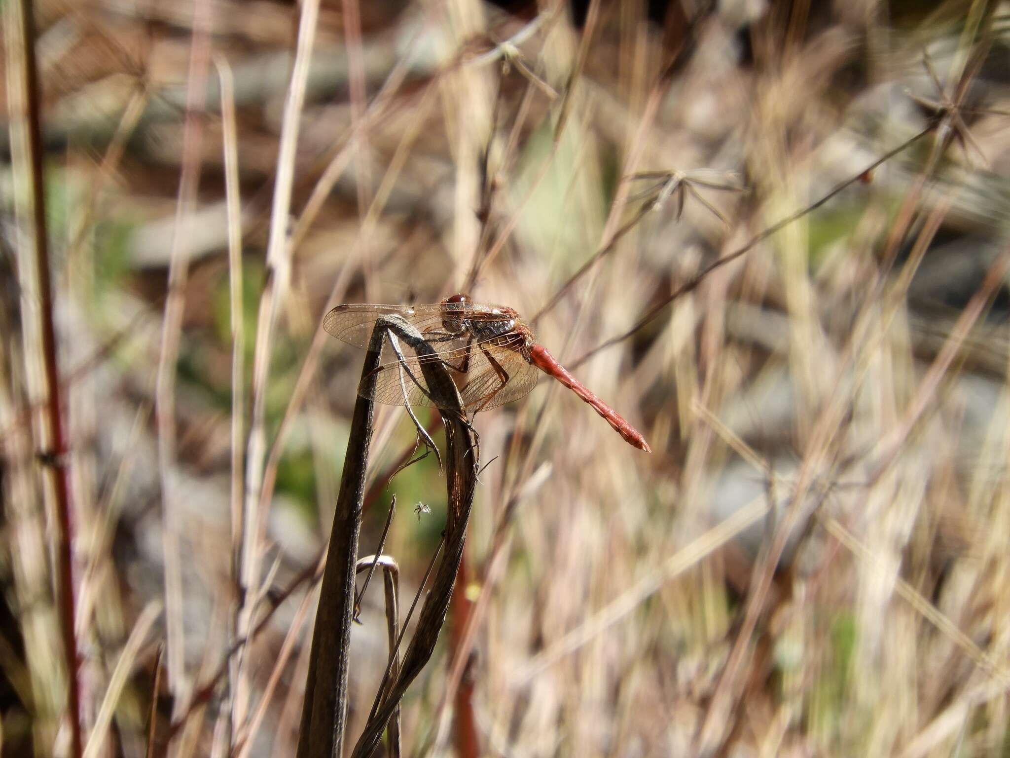 Image de Sympetrum gilvum (Selys 1884)