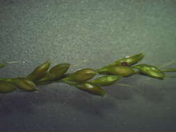 Image of bigleaf bristlegrass