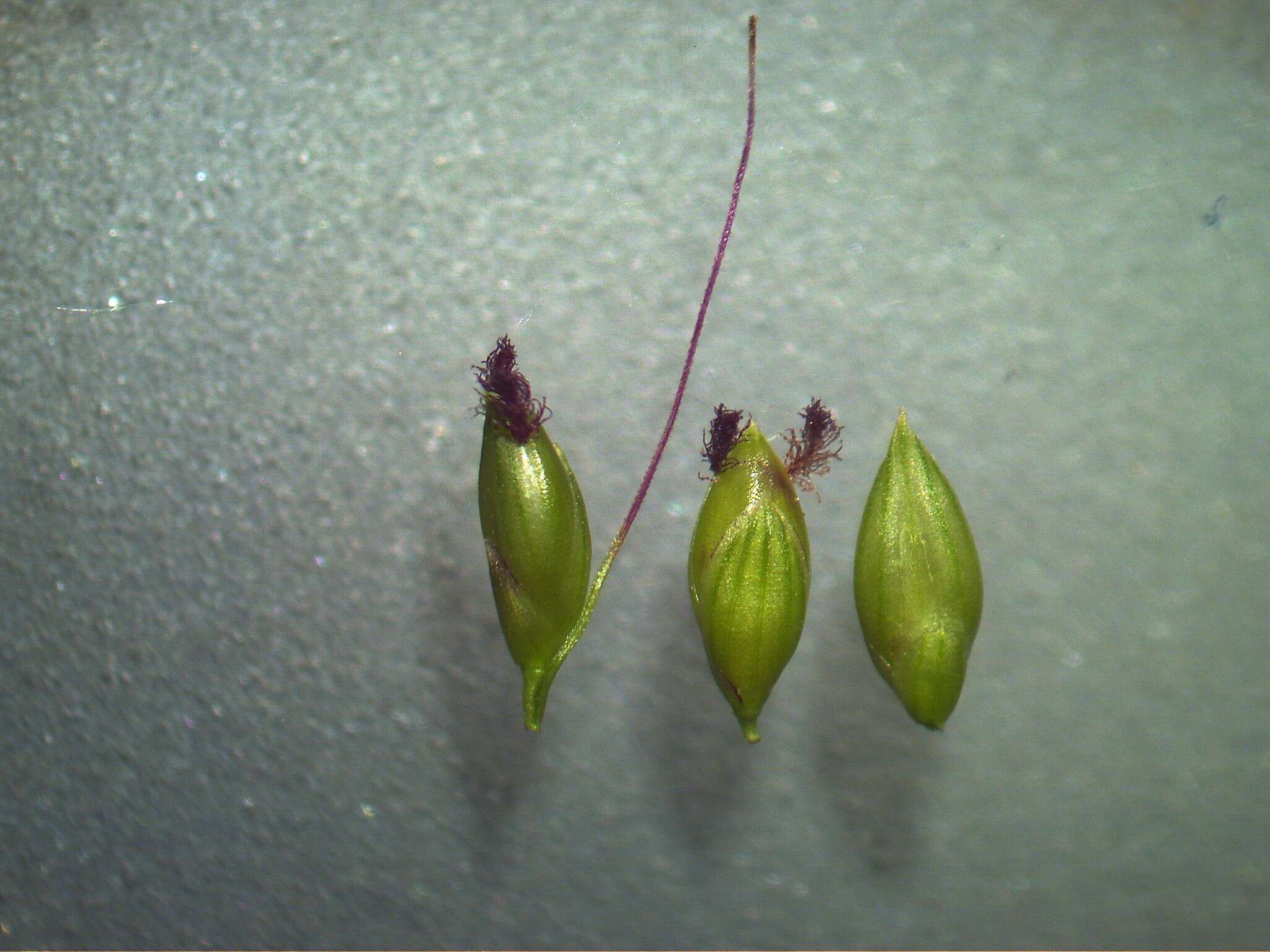 Image of bigleaf bristlegrass