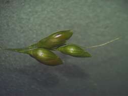 Image of bigleaf bristlegrass