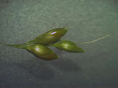 Image of bigleaf bristlegrass