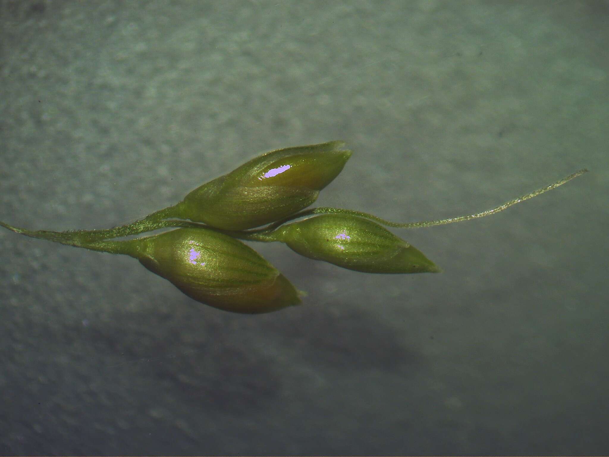 Image of bigleaf bristlegrass