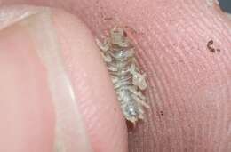 Image of Pillbug