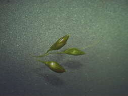 Image of bigleaf bristlegrass