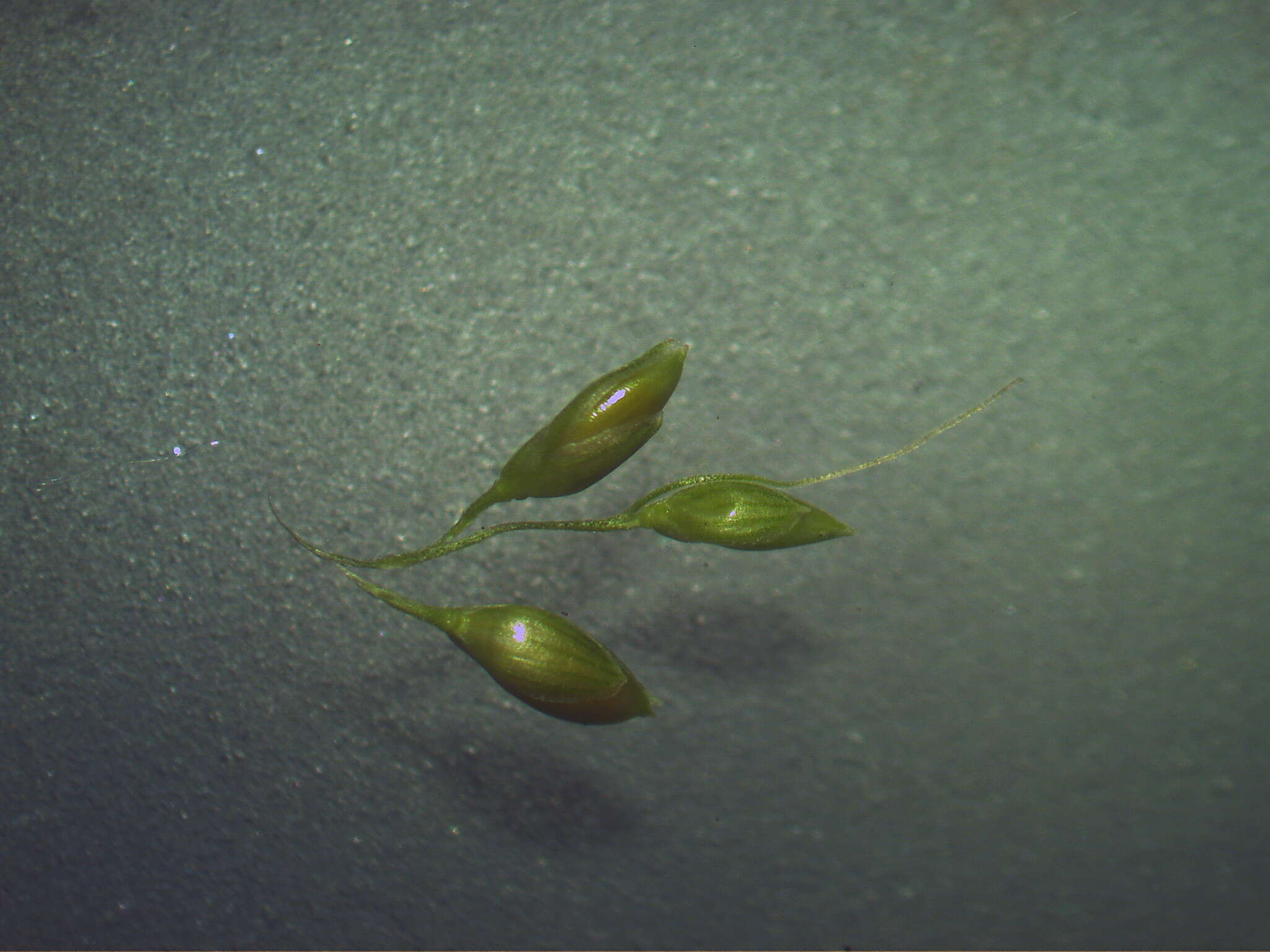 Image of bigleaf bristlegrass