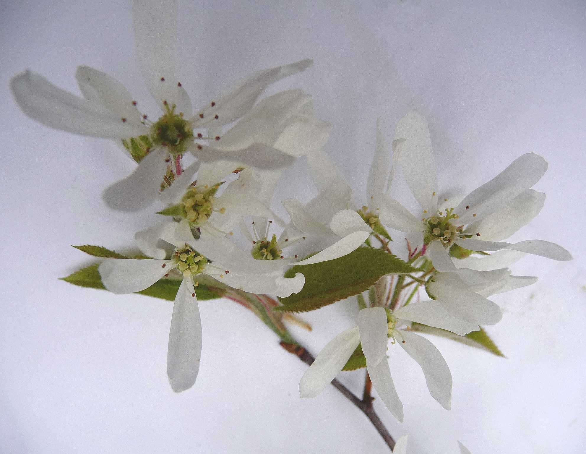 Image of Pacific serviceberry