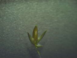 Image of bigleaf bristlegrass