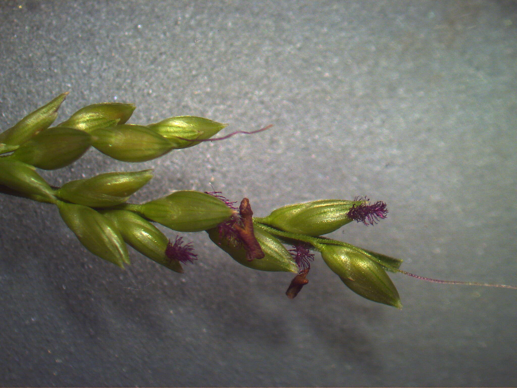 Image of bigleaf bristlegrass