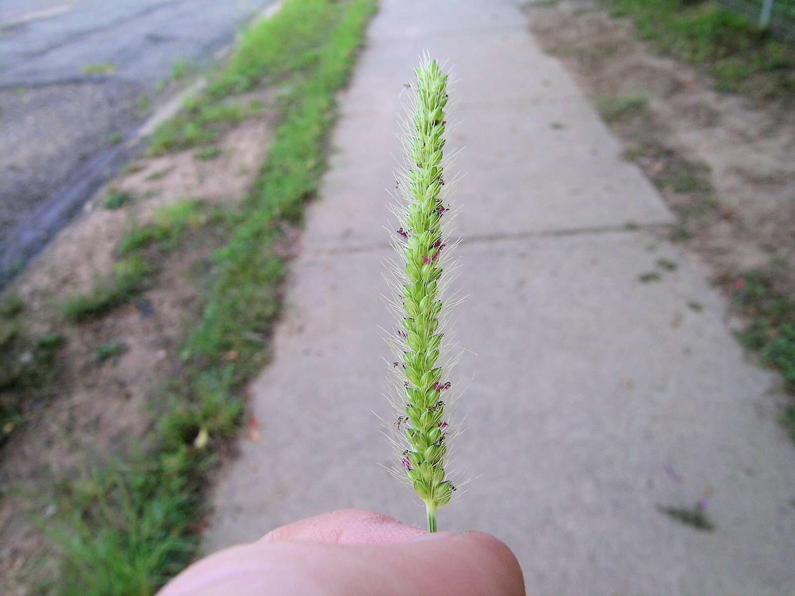 Image de Setaria parviflora (Poir.) Kerguélen