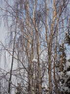 Image of Alaska Paper Birch