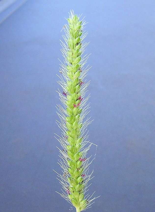 Image de Setaria parviflora (Poir.) Kerguélen