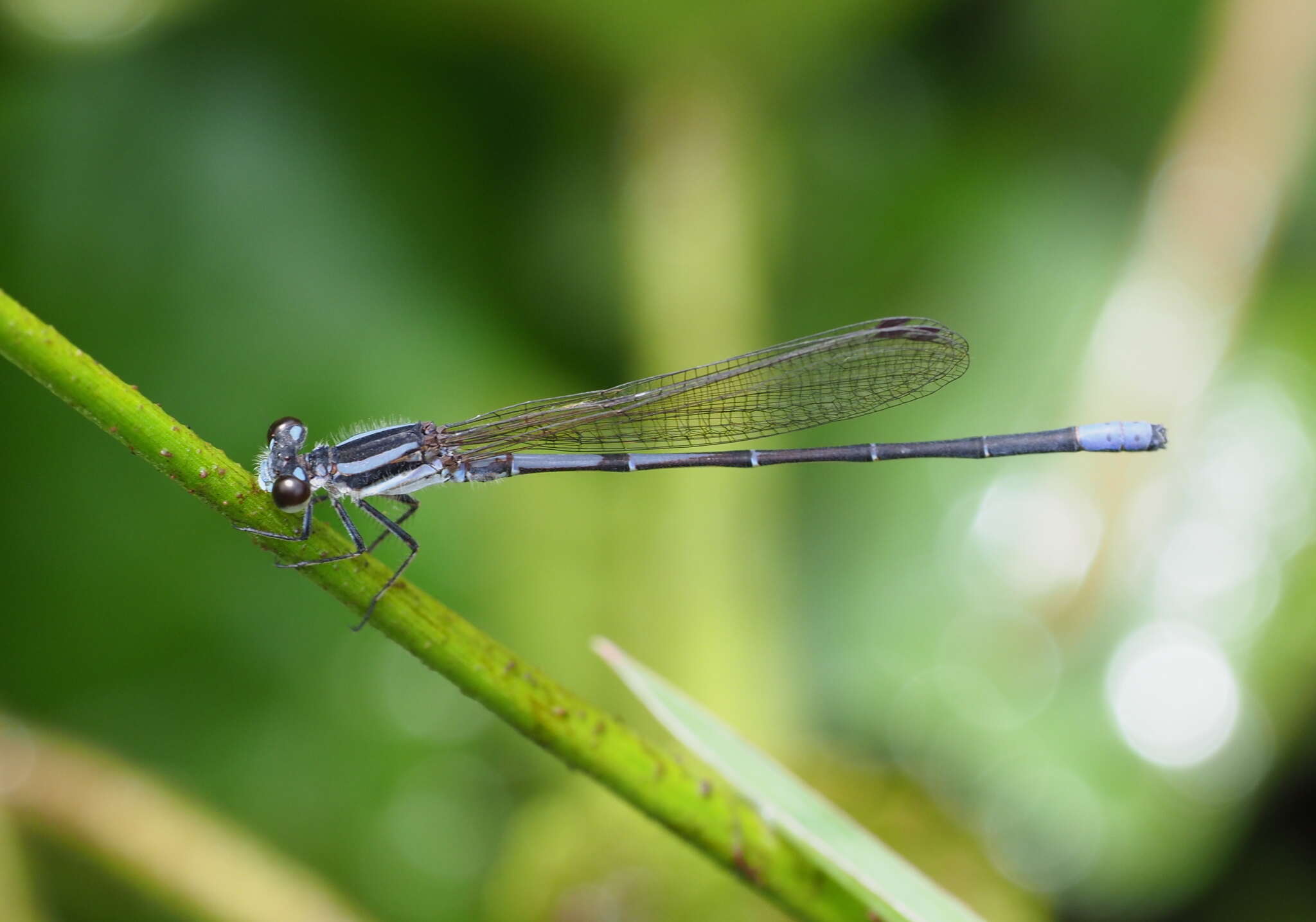 Image of Argia lilacina Selys 1865