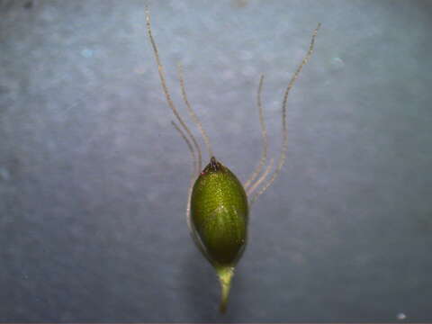 Image de Setaria parviflora (Poir.) Kerguélen