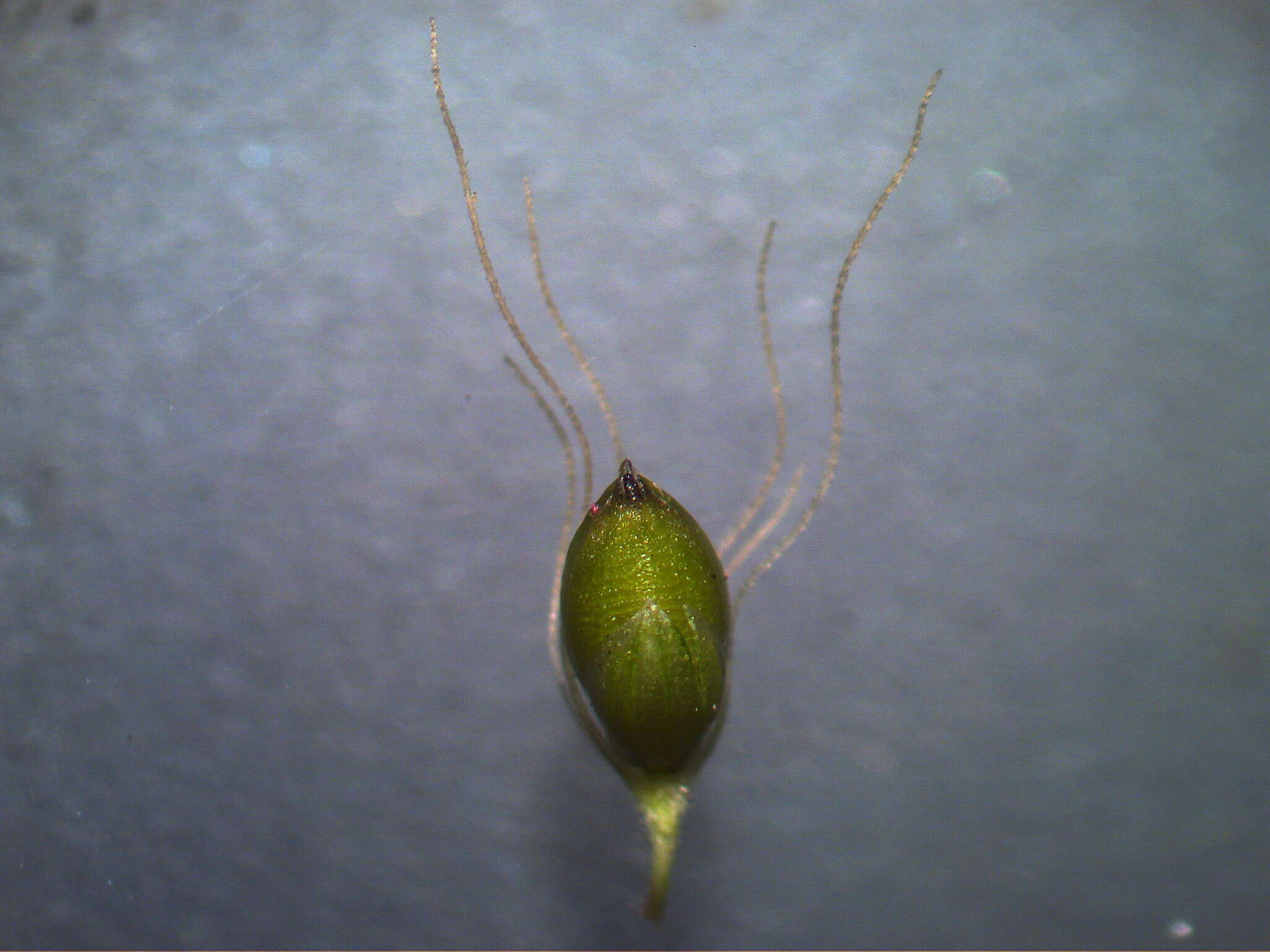 Image de Setaria parviflora (Poir.) Kerguélen