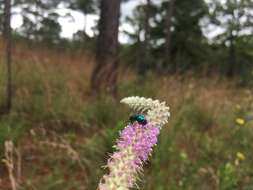 Image of silky prairie clover