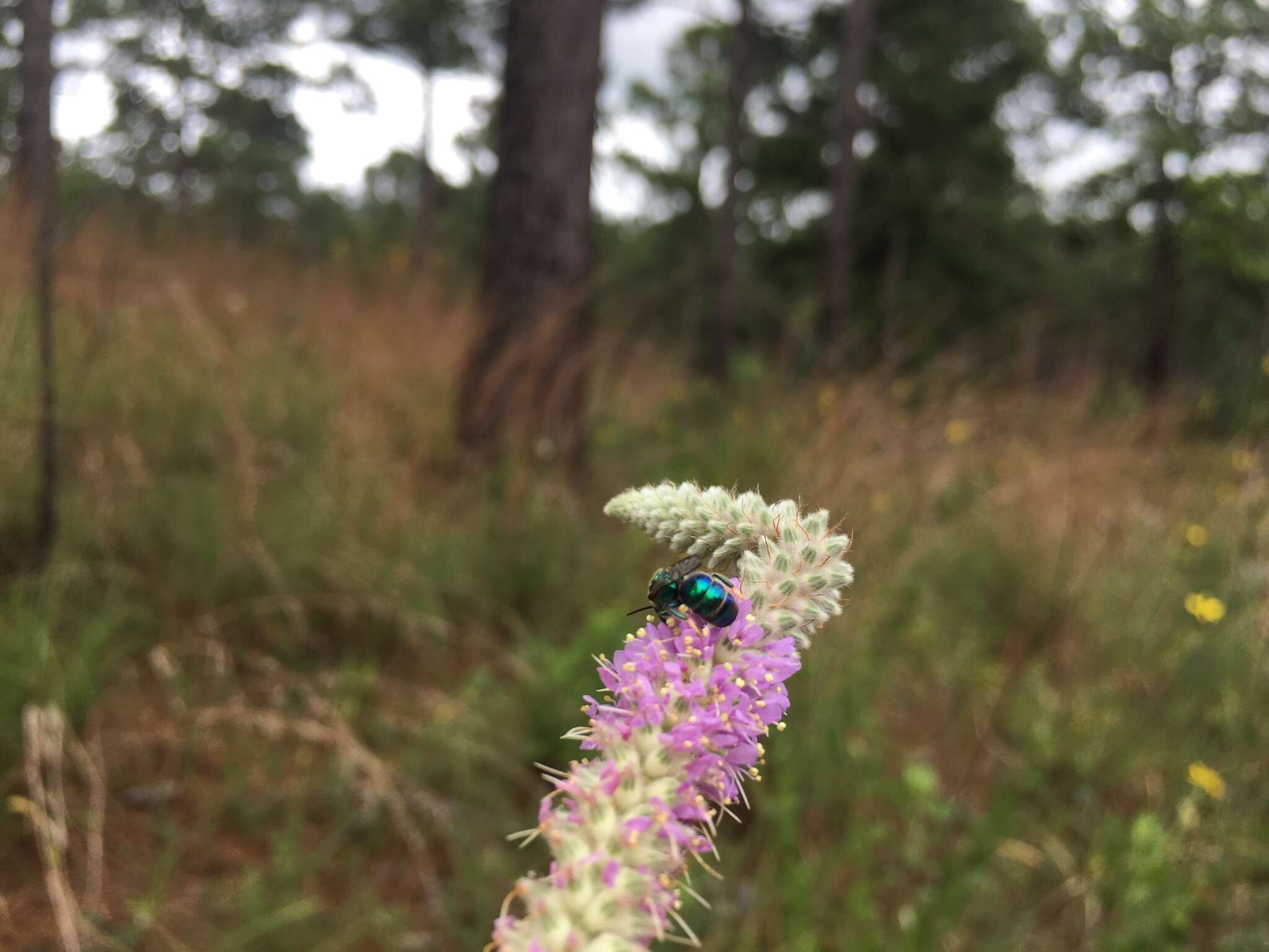 Image of silky prairie clover