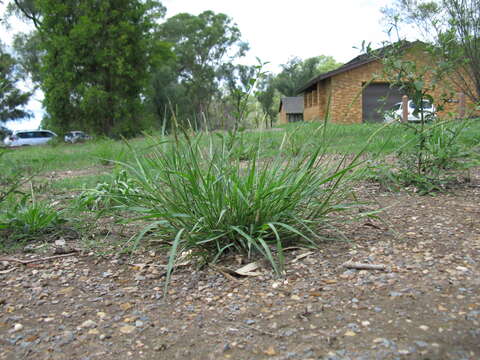 Image de Setaria parviflora (Poir.) Kerguélen