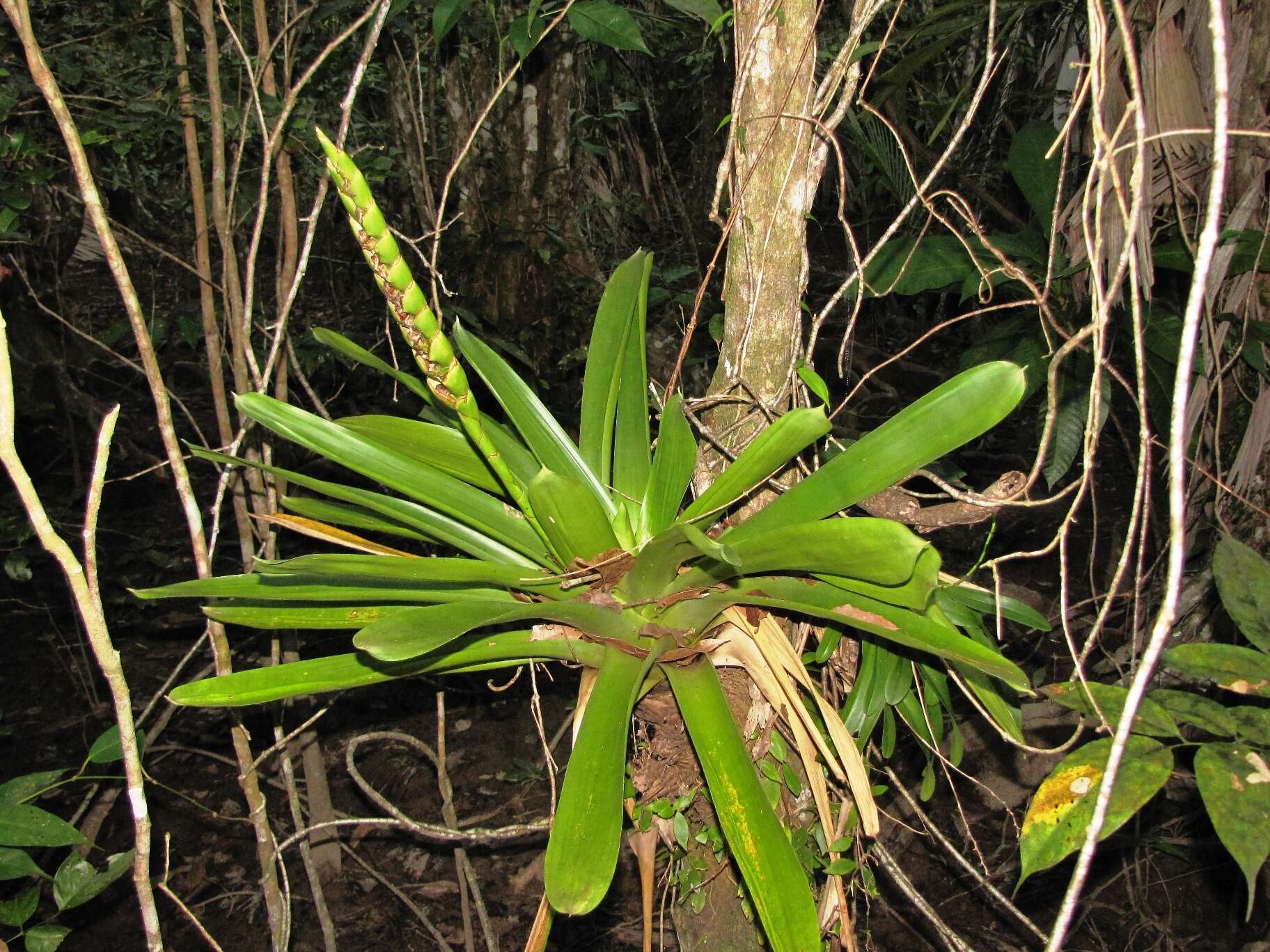 صورة Werauhia gladioliflora (H. Wendl.) J. R. Grant