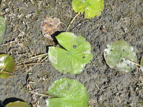 Image of American white waterlily