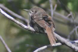 Слика од Troglodytes aedon parkmanii Audubon 1839