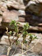 Image of whiteflower goldenbush