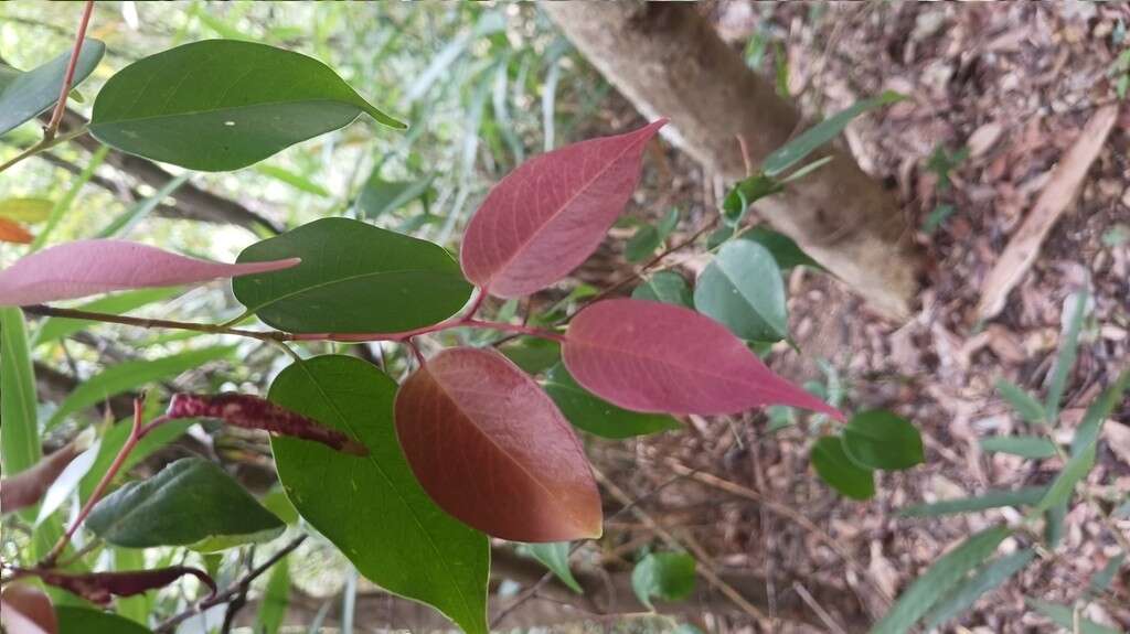 Image of Pentaphylax euryoides Gardner & Champ.