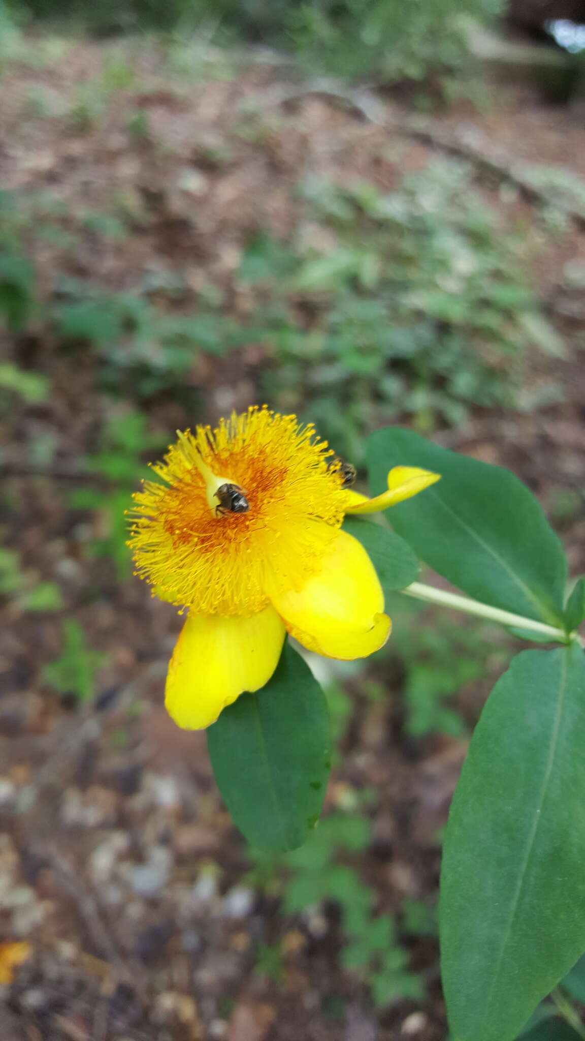 Image of shrubby St. Johnswort