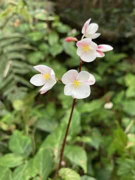 Image of Puerto Rico Begonia