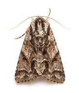 Image of Acronicta digna Butler 1881