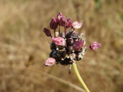 Allium scorodoprasum L.的圖片