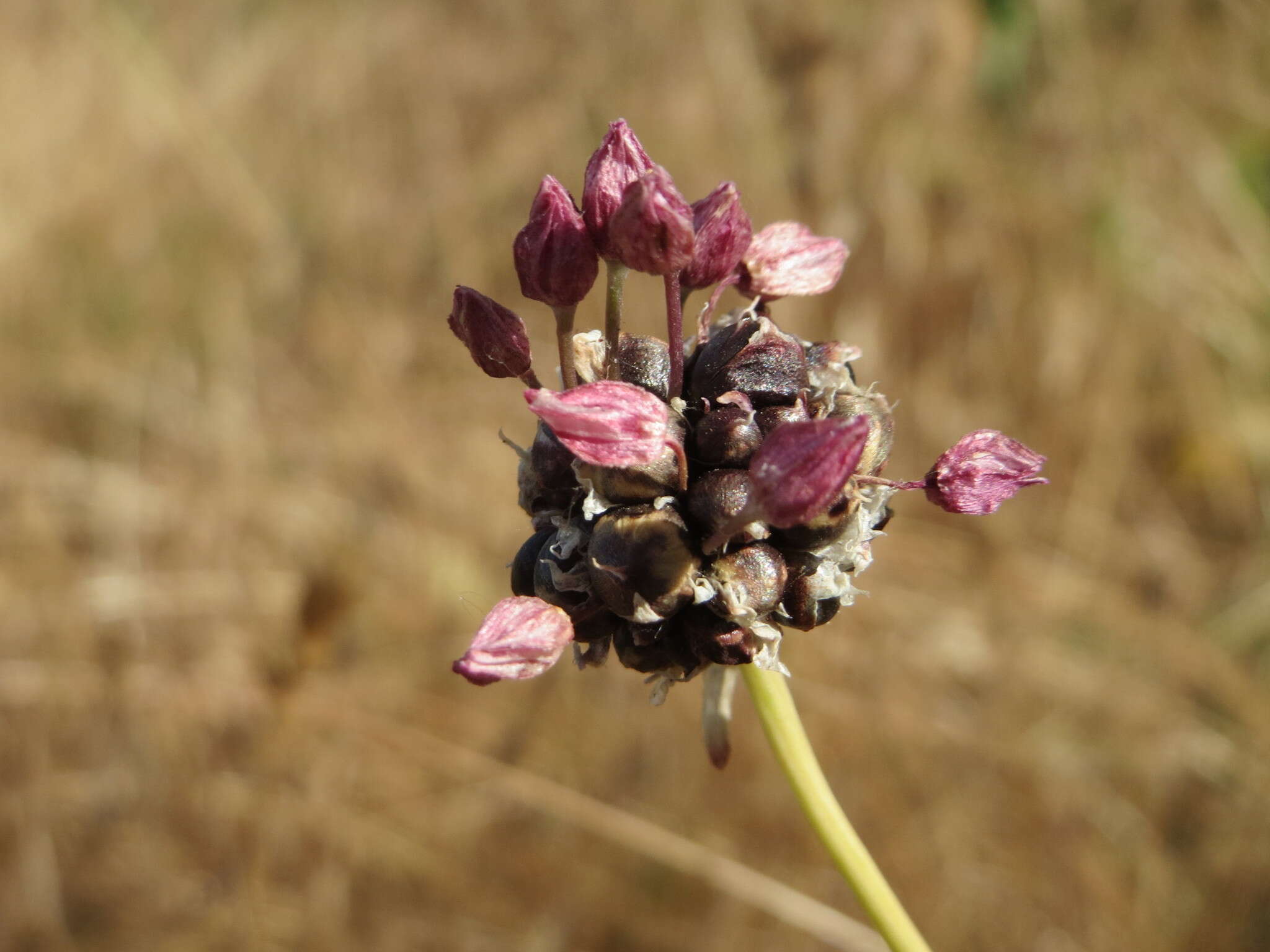 Allium scorodoprasum L.的圖片