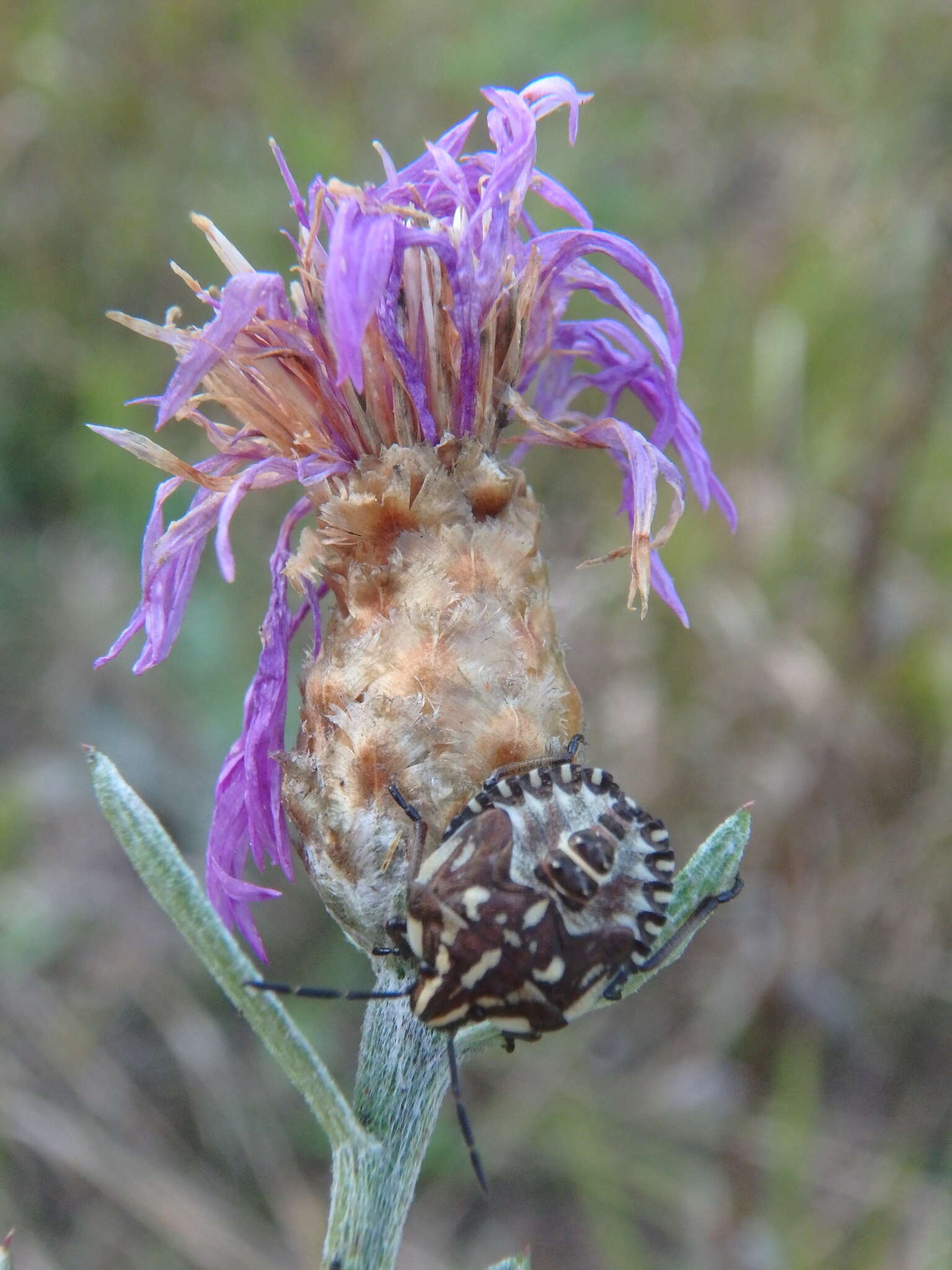 Centaurea jacea subsp. substituta (Czer.) A. D. Mikheev的圖片