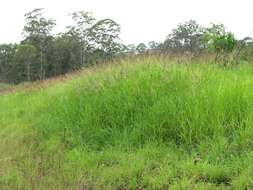 Image of Johnson grass