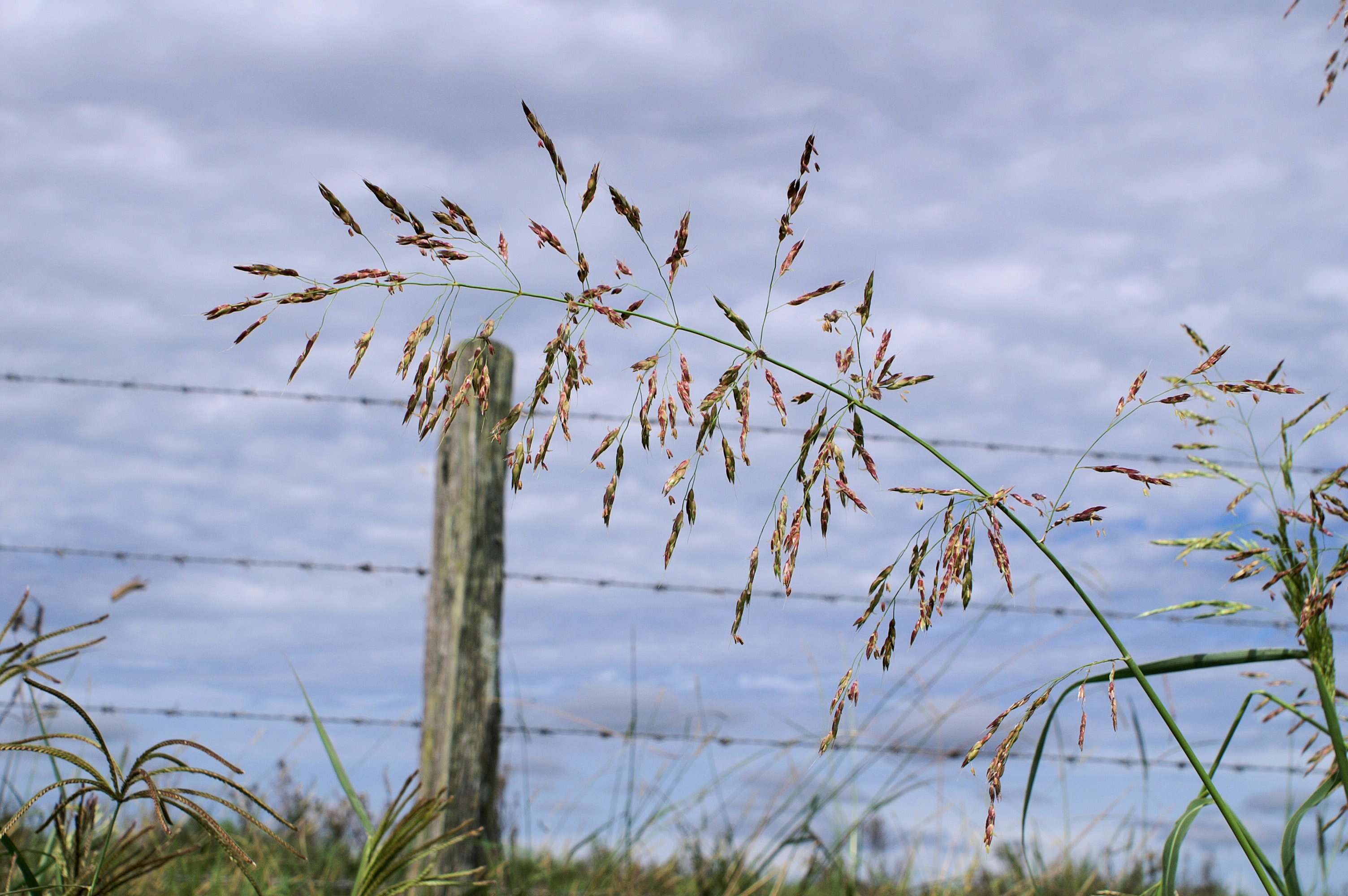 Image of Johnson grass