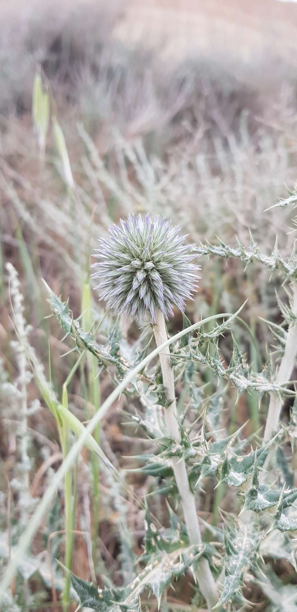 Image of Echinops ritro subsp. ritro