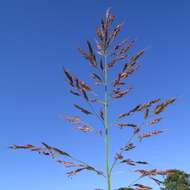 Image of Johnson grass