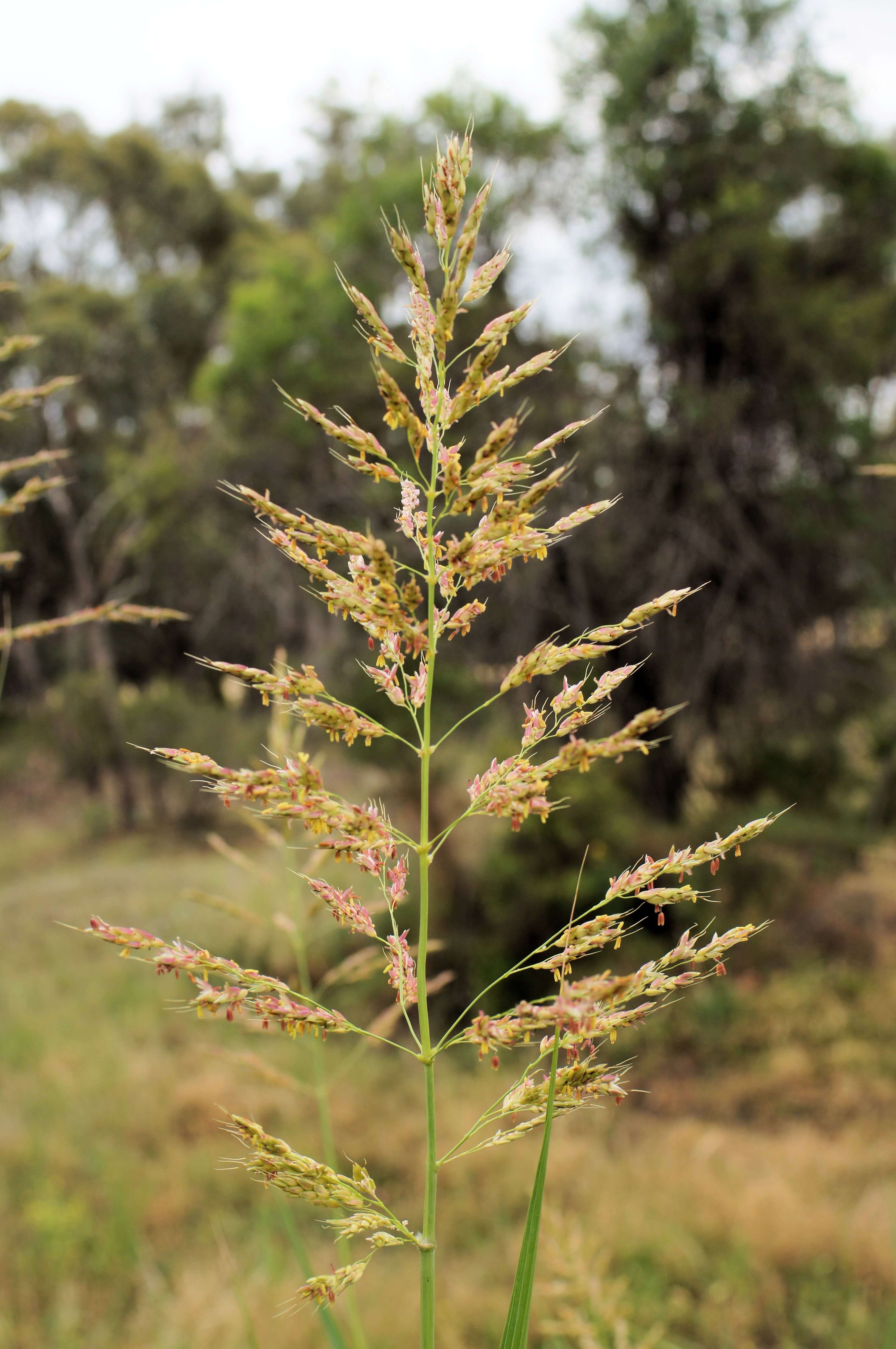 Image of Johnson grass