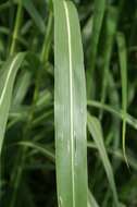 Image of Johnson grass