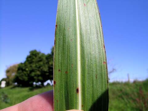 Image of Johnson grass