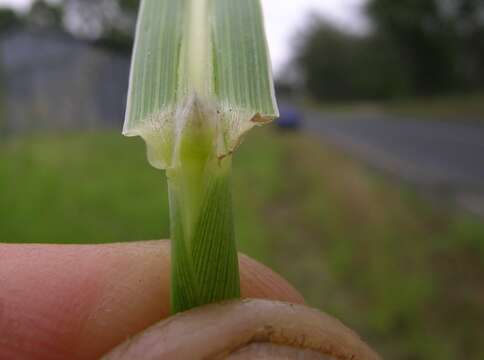 Image of Johnson grass