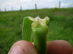 Image of Johnson grass