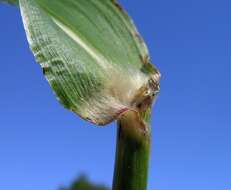 Image of Johnson grass