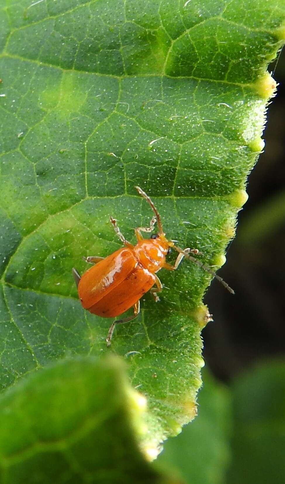 Imagem de Aulacophora relicta