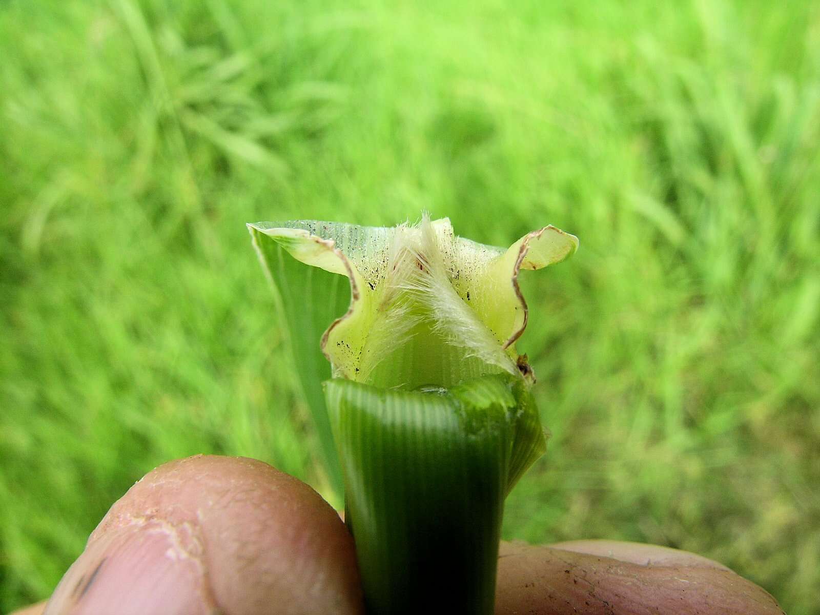 Image of Johnson grass