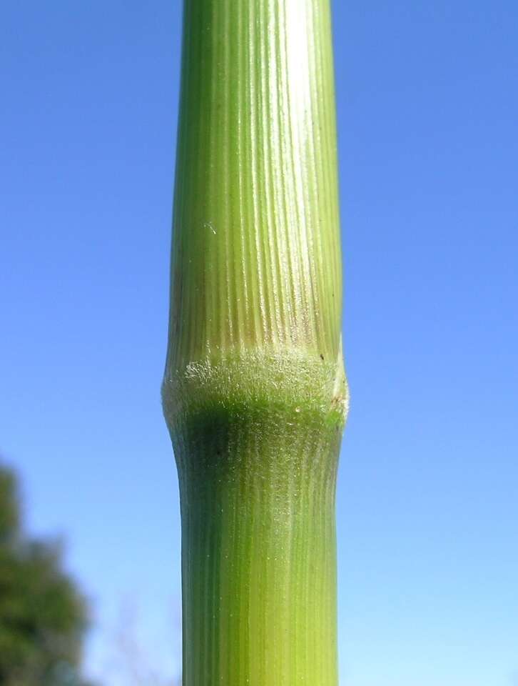 Image of Johnson grass