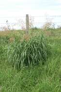 Image of Johnson grass